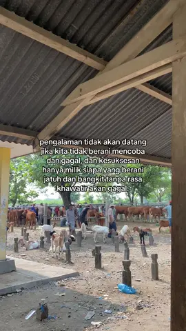 #pemulabarubelajar #peternakmuda #kandangkambing #peternakkambingmuda #peternakmilenial #peternakkambing #mburiomahofficial #lewatberanda #fyp #fypシ゚viral #viral 