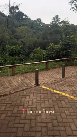 admiring nature 🌿✨                     #kenyantiktok🇰🇪 #fyp #somalitiktok #karuraforest 