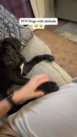 Rebellious dogs 😂#dog #funny #pet #funnydog #petlife #PetsOfTikTok #dogtok #funnypet #funnyvideos #doglife #fly 