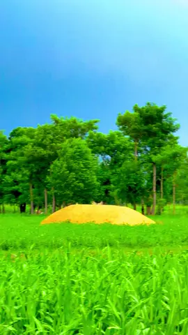 #میرا_سہنا_پنڈ_بلندی_اوتاڑ_ضلع_قصور🌾🍃❤️🌅🌴🍂 #danishmayo #danishmayo1 