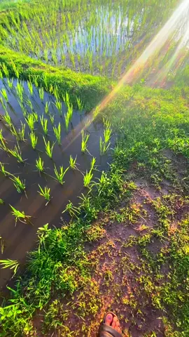 #วิวบ้านนอก🍃 #🌾🌾🌾 #ทุ่งนา☀️☀️ #ท้องฟ้า #AiyOug 🖤🖤#fyp #เธรดเพลง #☀️🌤️ 