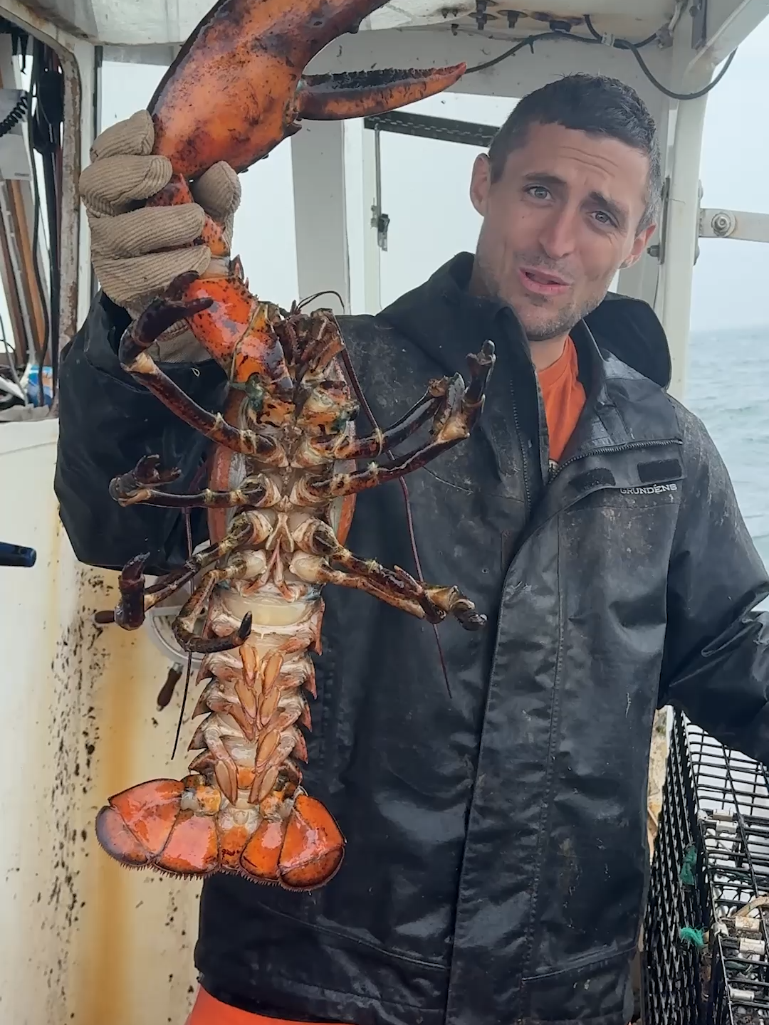 Giant lobster with a... not so giant claw! 😂 #maine #interesting #fishing #seafood #commercialfishing #Outdoors #educate #learn #sustainable #lobster #theclawspa #funny