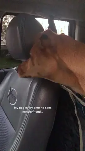 He's his boyfriend now.😭🤣#dog#funny#funnyanimals#funnypets#animals #dogsofttiktok #pet #foryou #longervideos