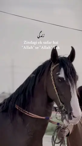 (Repost)…… Bilkul…❤️‍🔥 #fyppppppppppppppppppppppp #fyp #viral #dontunderreviewmyvideo #Rehmathorse #unfrezzmyaccount #horse #horselover 