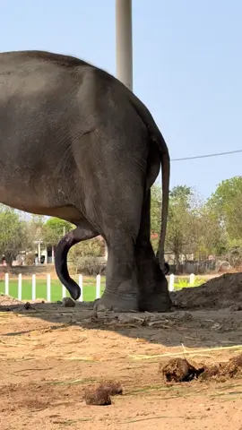 #monkey #donkey #freedom #animals #trendingvideo #africa 