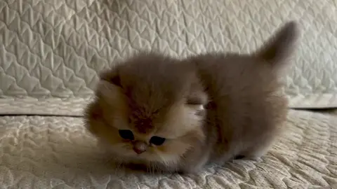 Cute 🥰 #cute #cat #kitten #catlover #catbaby 