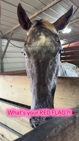 It’s been a DAAAAAY!!!!  Enjoy the RED FLAG POV with me!!!!! Who’s your fav?! #farm #farmlife #POV #horses #funny