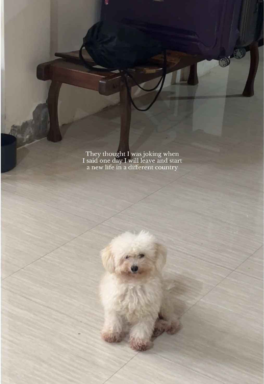 Gets me every time 🥹 Me packing my things… the dogs just watching… and my furbaby Teddy quietly standing there, looking at me. Every time I look back at my family at the airport, tears escape my eyes with all the memories I’ve shared with them. I still carry the guilt of choosing to leave. It wasn’t easy and it still isn’t. But deep down, I know little me would be so proud because I did it anyway. #fyp#fypi #unistudent #studyabroad #movingabroad #overseas #lifeabroad #internationalstudentlife 