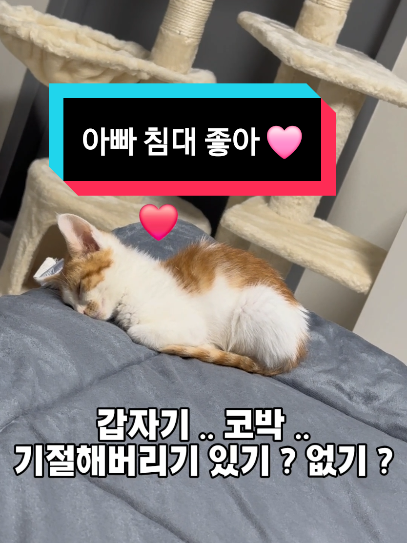 왕자는 개냥이 ? 공주는 언제쯤 가능할까요 ?!? #아기 #고양이 #유기묘 #남매 #입양하세요 