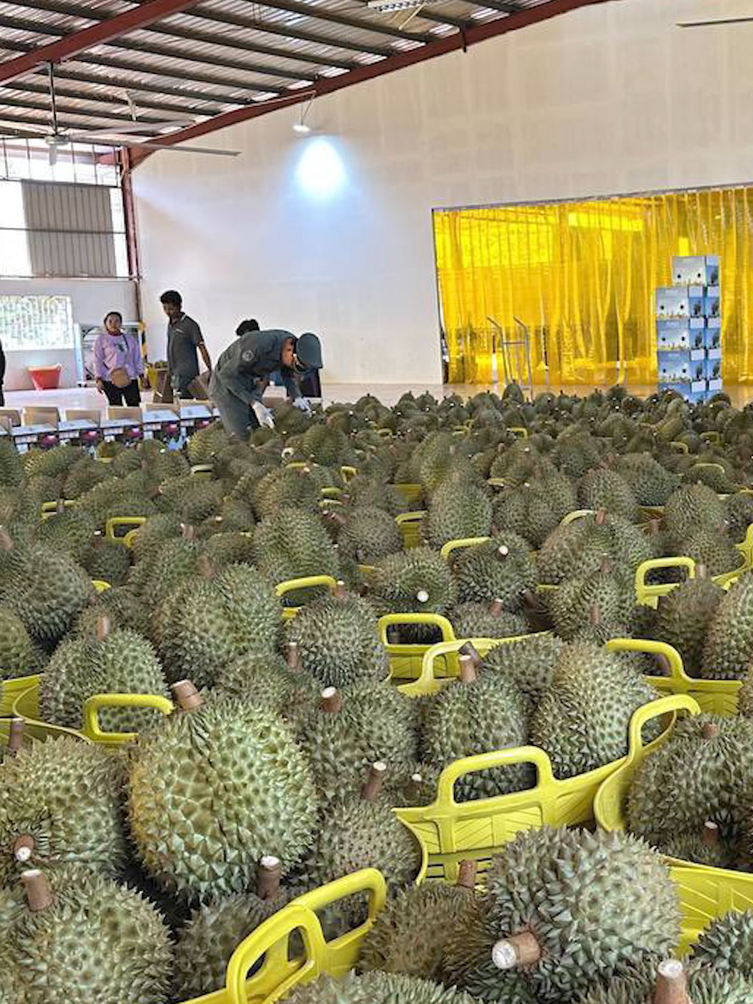 កម្ពុជាជោគជ័យក្នុងការនាំចេញផ្លែទុរេនស្រស់ជាង១៧តោនទៅកាន់ទីផ្សារចិន