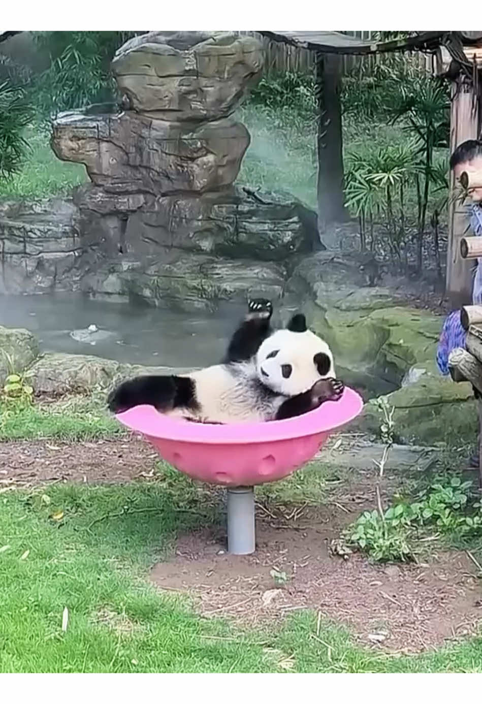 Do you like pandas? #fyp #panda #tiktok #happy #funnypanda #cute #Love #funnyvideo #fyp 