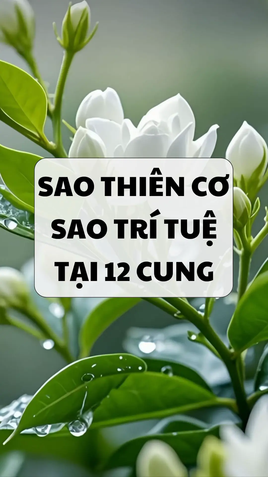 #tuvisomenh #tuvi #tuvi12congiap 