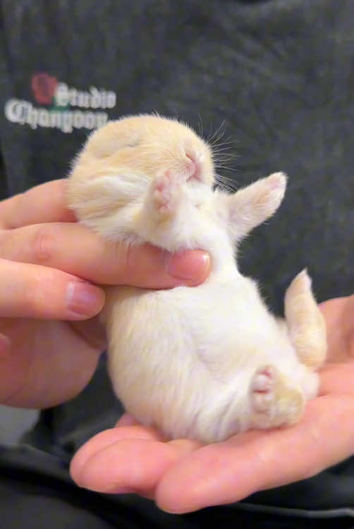 Rabbit core.#cute #funnyvideos #animal #rabbit #bunny 
