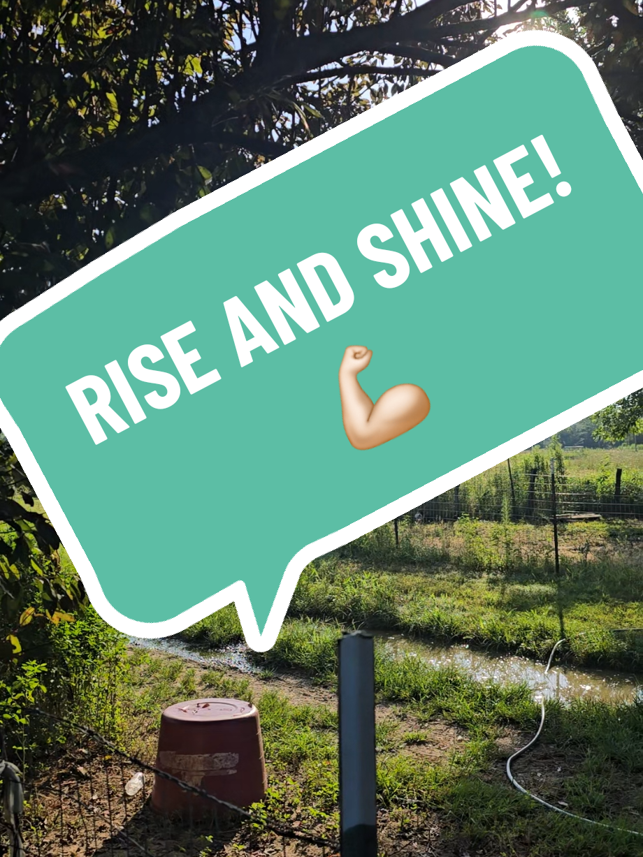 Good morning y'all! #riseandshine #goodmorning #rooster 