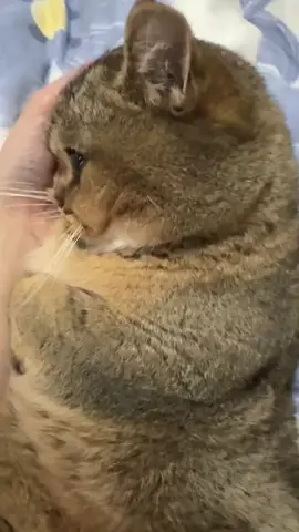 #foryou #fyp #cat #cats #pet #pets #PetsOfTikTok #catoftiktok #catstiktok #catstiktok #cutecat #kitty 
