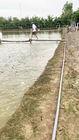 A e quan tâm mô hình nuôi cá rô phi chuyên canh hoặc nuôi ghép với thẻ chân trắng thì liên hệ e 0947411880#aivicakeo79 #kinhnghiemnuoicakeo #bạclieu94 #carophi #kinhnghiemnuoicarophi 