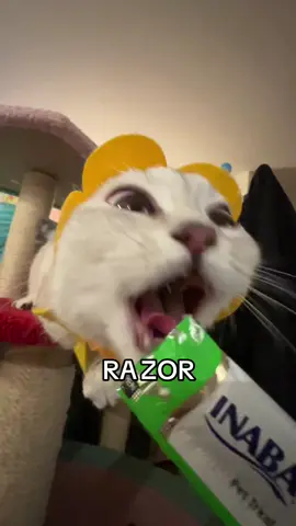 she will not hesitate to bite and scratch for treats #fyppppppppppppppppppppppppppppppppppp #catsoftiktok #caseoh #doobscoobgoob #fypシ゚viral 