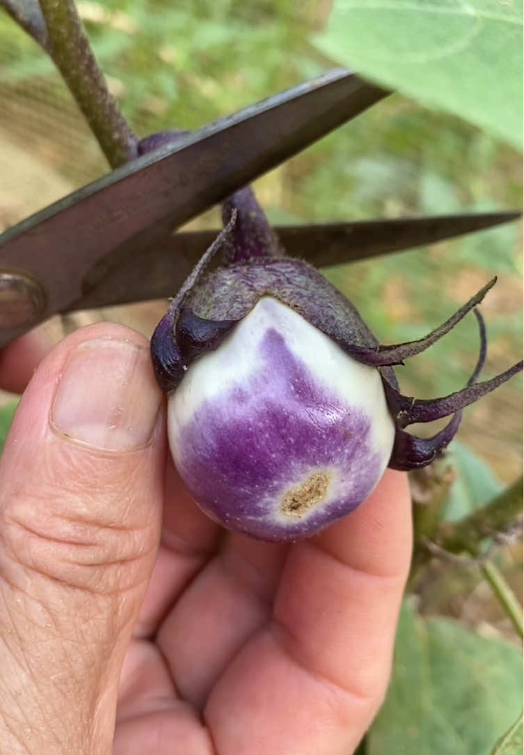 Thu hoạch cà pháo tím #garden #farming #harvest #vegetables #fruit #hachigarden 