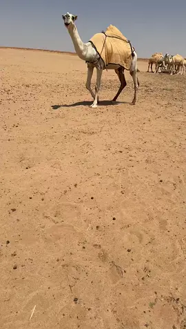 #الوضح #البل 