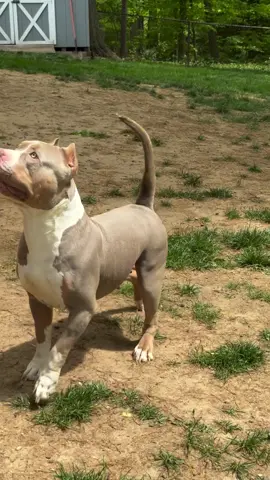 que perfeição #pitbull #pitmonster #americanbully #apbt #fyou 