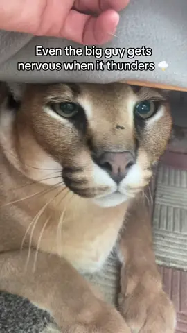 Even the king Gosha has his own soft spots 🥹 #viral #cat #PetsOfTikTok #cutecat 