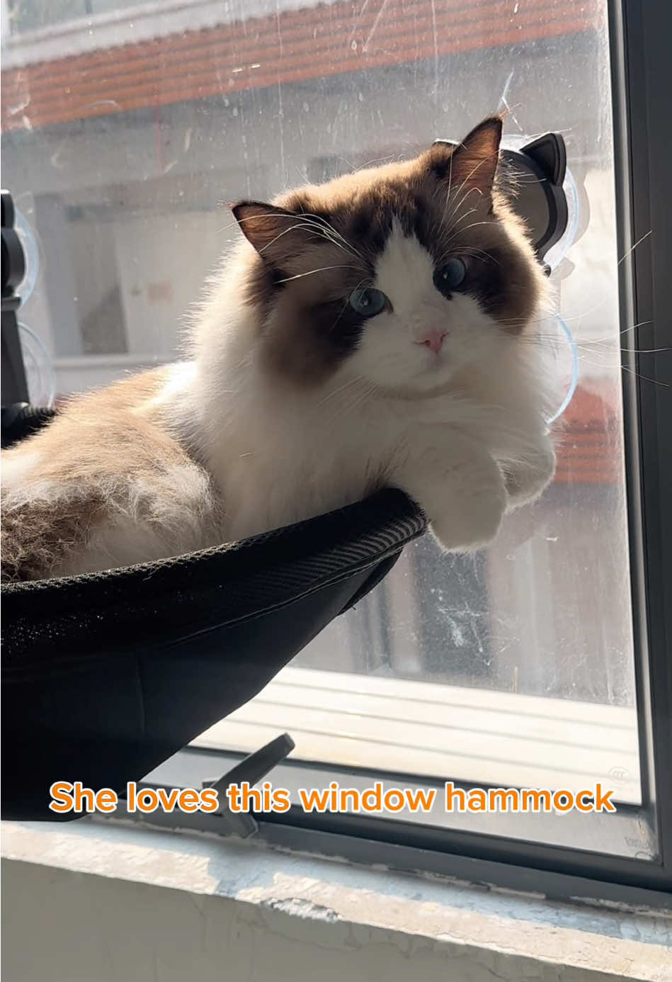 Window hammock for cats🐱#catsupplies #catmom #catlover #petsupplies #cutecat #mycat #cathammock #catsoftiktok 