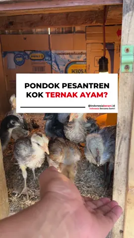 “Santri beternak ayam? Bukan sekadar kegiatan, ini bagian dari perjuangan.” Di pondok ini, pagi mereka bukan cuma diisi tilawah dan menghafal. Ada yang turun ke kandang, bersihin, ngasih makan ayam, dan ngurusin ternak. Semua demi satu hal: kemandirian dan keberkahan. Mereka belajar hidup dari nol. Belajar sabar. Belajar tanggung jawab. Dan hasilnya? Bukan cuma telur atau daging, tapi karakter kuat yang siap jadi penerus bangsa Pernah lihat santri beternak ayam? Komentar di bawah ya, dan jangan lupa share ke temanmu yang perlu lihat semangat ini. #IndonesiaBersamaSantri #SantriTangguh #SantriMandiri #IndonesiaBerani #BerbagiBersamaSantri #PesantrenMandiri #PeternakanSantri #GerakanKebaikan