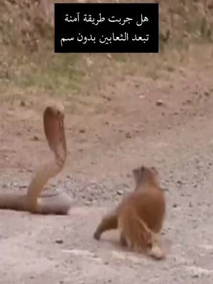 طارد الثعابين الذكي… بس اغرسه وخلّه يشتغل لحاله