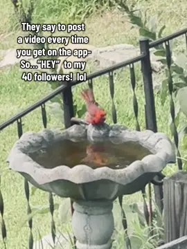 That bird strutted into my yard like he owned the HOA. 😤 🪞 Fluffed his feathers. 💦 Took a splash like it was a 5-star hotel. And flew off without so much as a “thank y’all.” I just work here. This is his yard now. 😂 Follow for more sass, snacks, and backyard birds with big egos.        #tiktokchallenge #tiktokaffiliate #tiktokaffiliatemarketing #TikTokShop #affiliatemarketing  