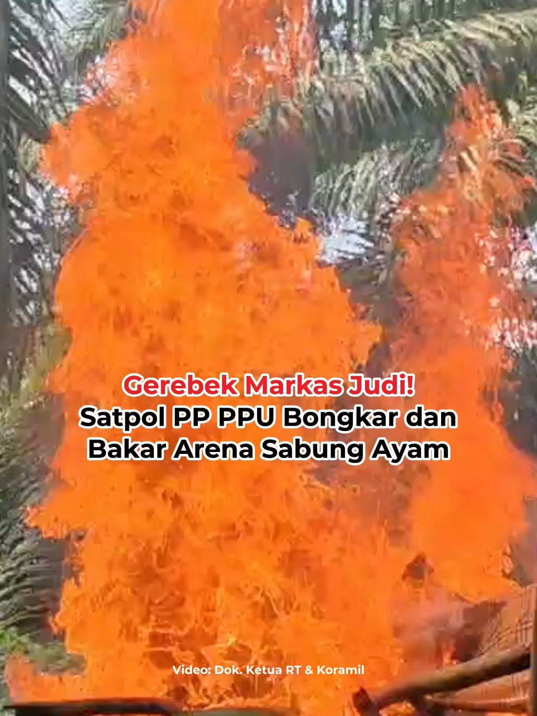 Satuan Polisi Pamong Praja (Satpol PP) Kabupaten Penajam Paser Utara (PPU), Kalimantan Timur, membongkar dan membakar bangunan yang dijadikan arena judi sabung ayam dan dadu di RT 06 Kelurahan Buluminung, Kecamatan Penajam, Rabu (16/7/2025). Tindakan tegas ini dilakukan dalam operasi gabungan bersama Koramil Penajam, aparat kelurahan, ketua RT, dan warga setempat, menyusul laporan masyarakat yang resah atas aktivitas ilegal tersebut. #IDNTimes #tiktoktainment #IDNTimes_NAI #TikTokNews #Viral #IDNTimesNews #SatpolPP #Jud1 #panajam #ayamsabung