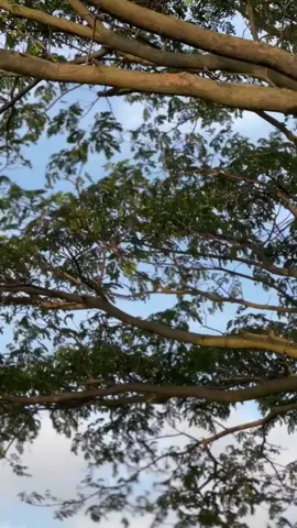 Nyorid wetan omah🦆#foryou #MX_STARREDDV2 #mxsolostyle #mxsoloraya #komorodindonesia #fypシ゚ #jepara24jam 