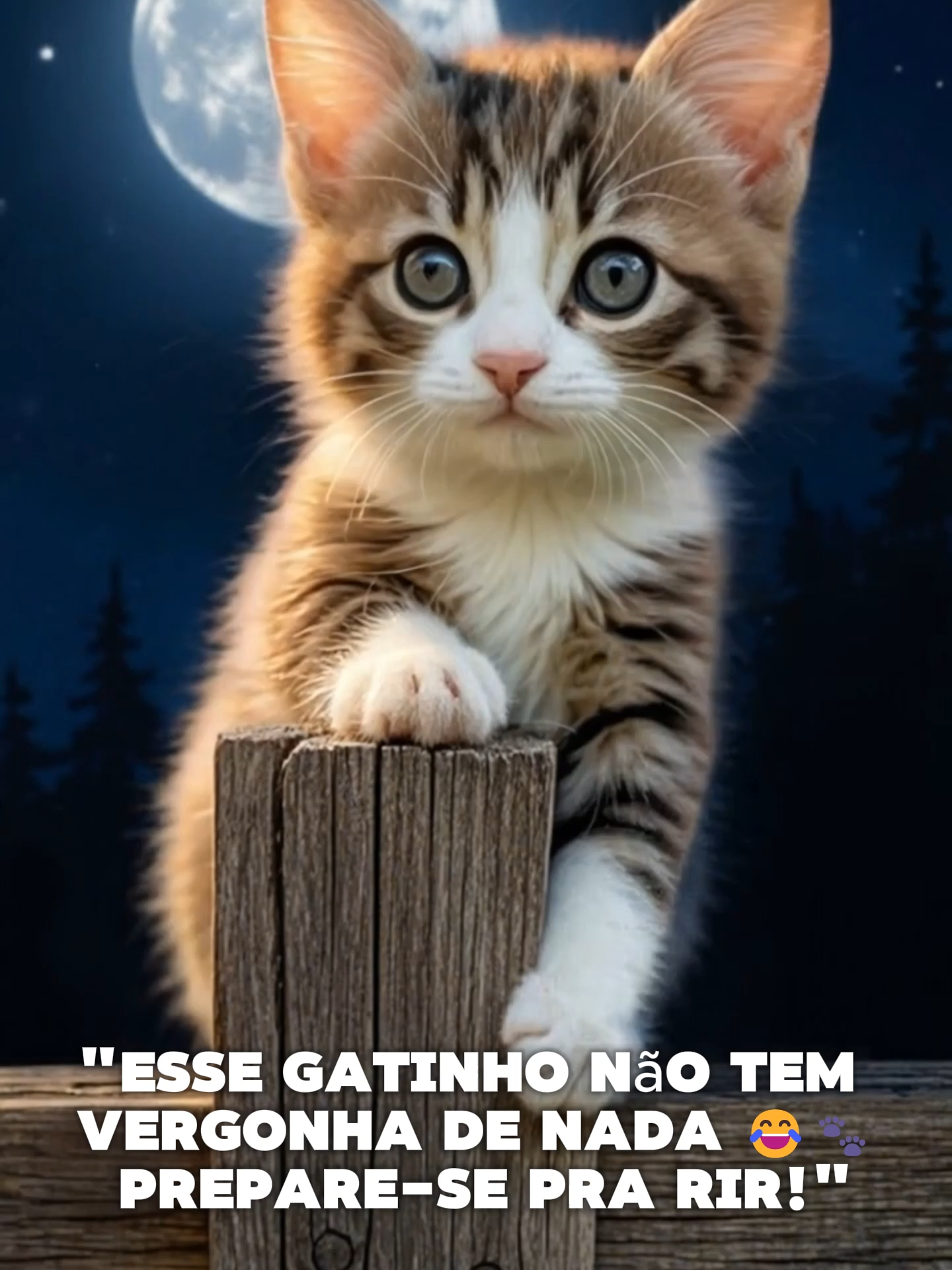 assiti ate o final e Não sai sem deixar o like, hein!   Me segue aqui pra ver mais das minhas aventuras felinas, conselhos amorosos  Vai ter fofura, risada ,Agora vai… clica aí, vai! MIAU!”#gatinhododia #gatoengraçado #ReelsBrasil #fofura#frase
