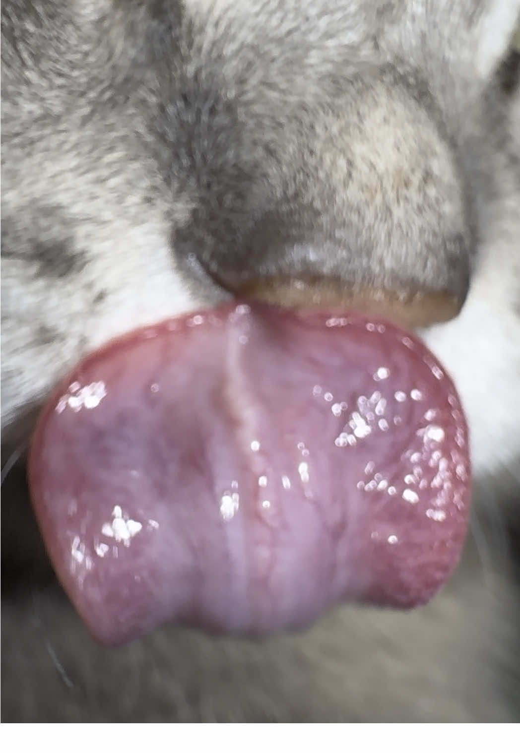 #funnyvideos😂 #funny #cutecat #cat 