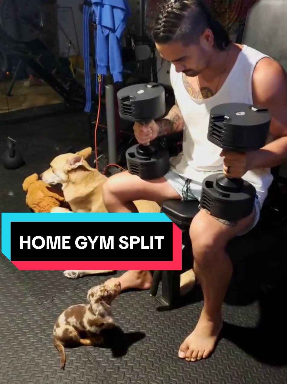 Balance and rest time is important #dachshund #workout  #dogsoftiktok #Fitness  #fitnessmotivation 