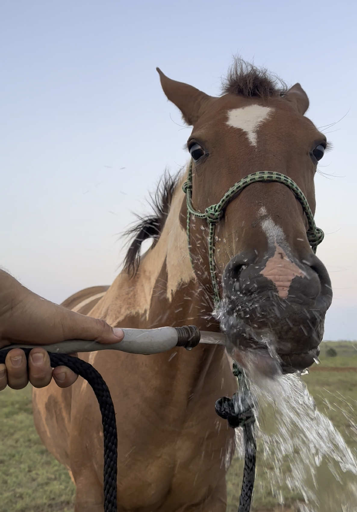 She surprised herself lol #horses #horsesoftiktok #painthorse #ranch 