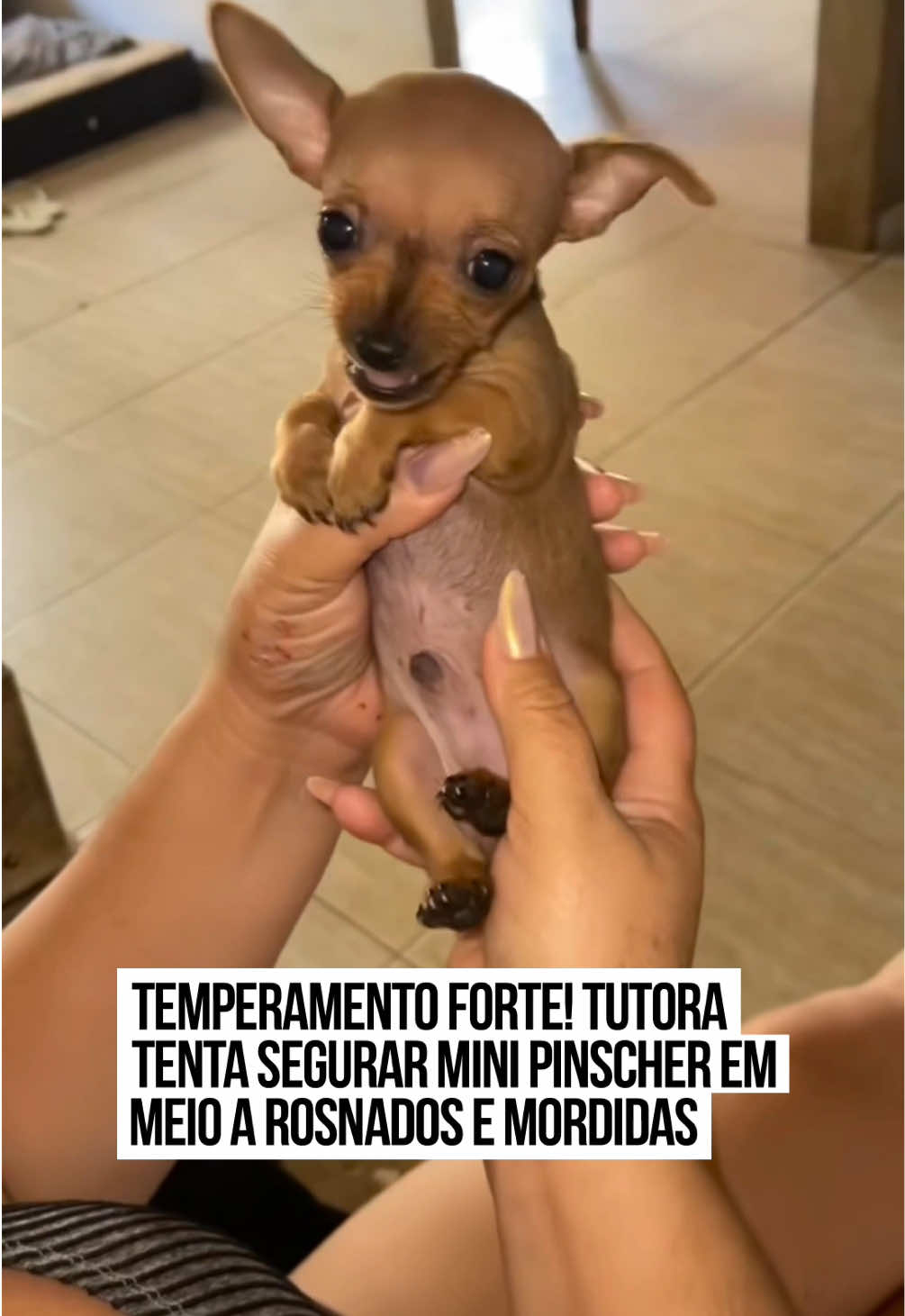 🐶 Um #cachorrinho da raça #pinscher viralizou nas redes sociais pelo temperamento forte. Chamado João Vinícios, o pet é cuidado por Tatiane, que se encarregou de uma missão para lá de difícil: segurá-lo. No entanto, ao tentar 