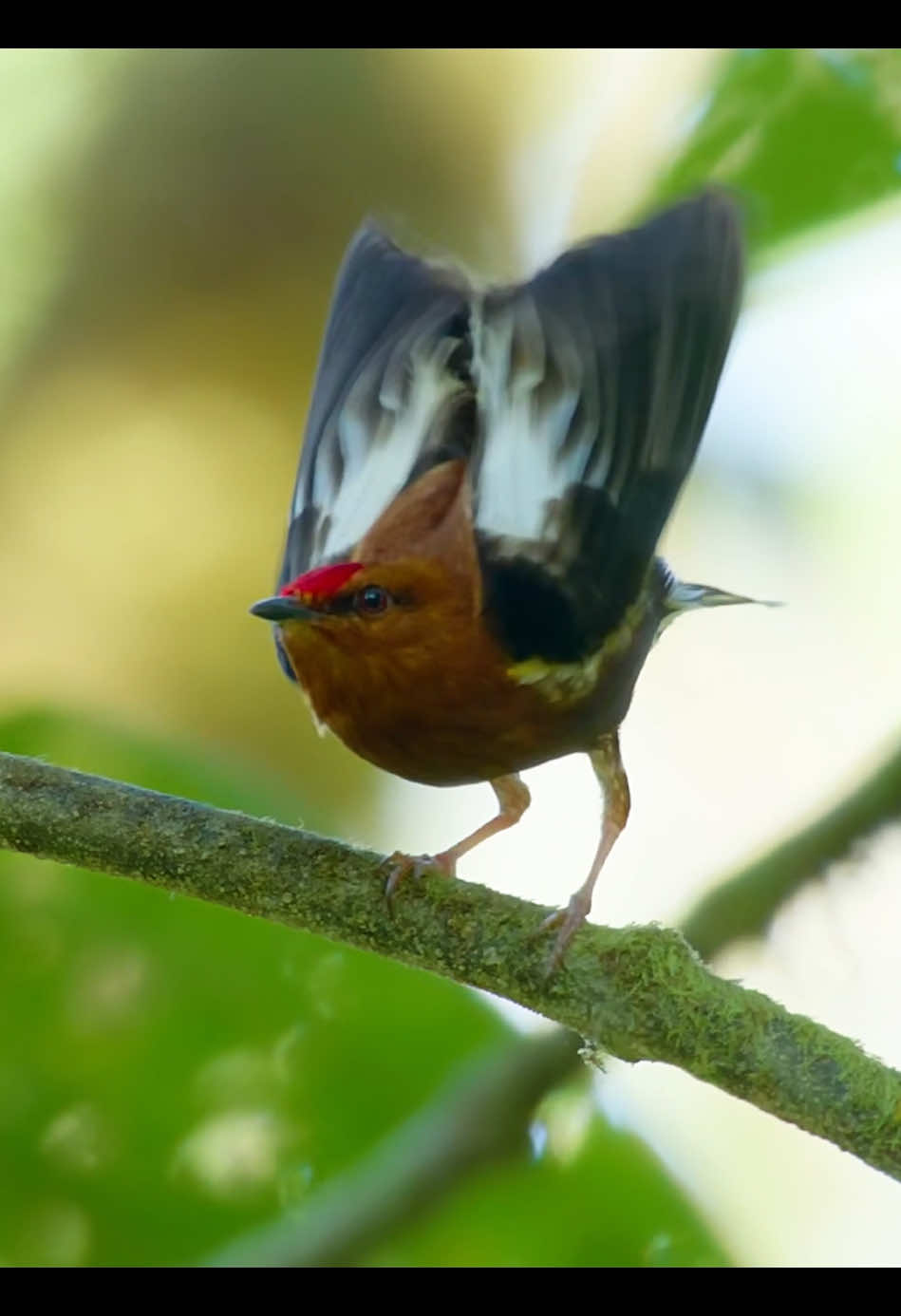 #amazinganimals #manakins #nature #animalslifestyle #birds #foryoupage 