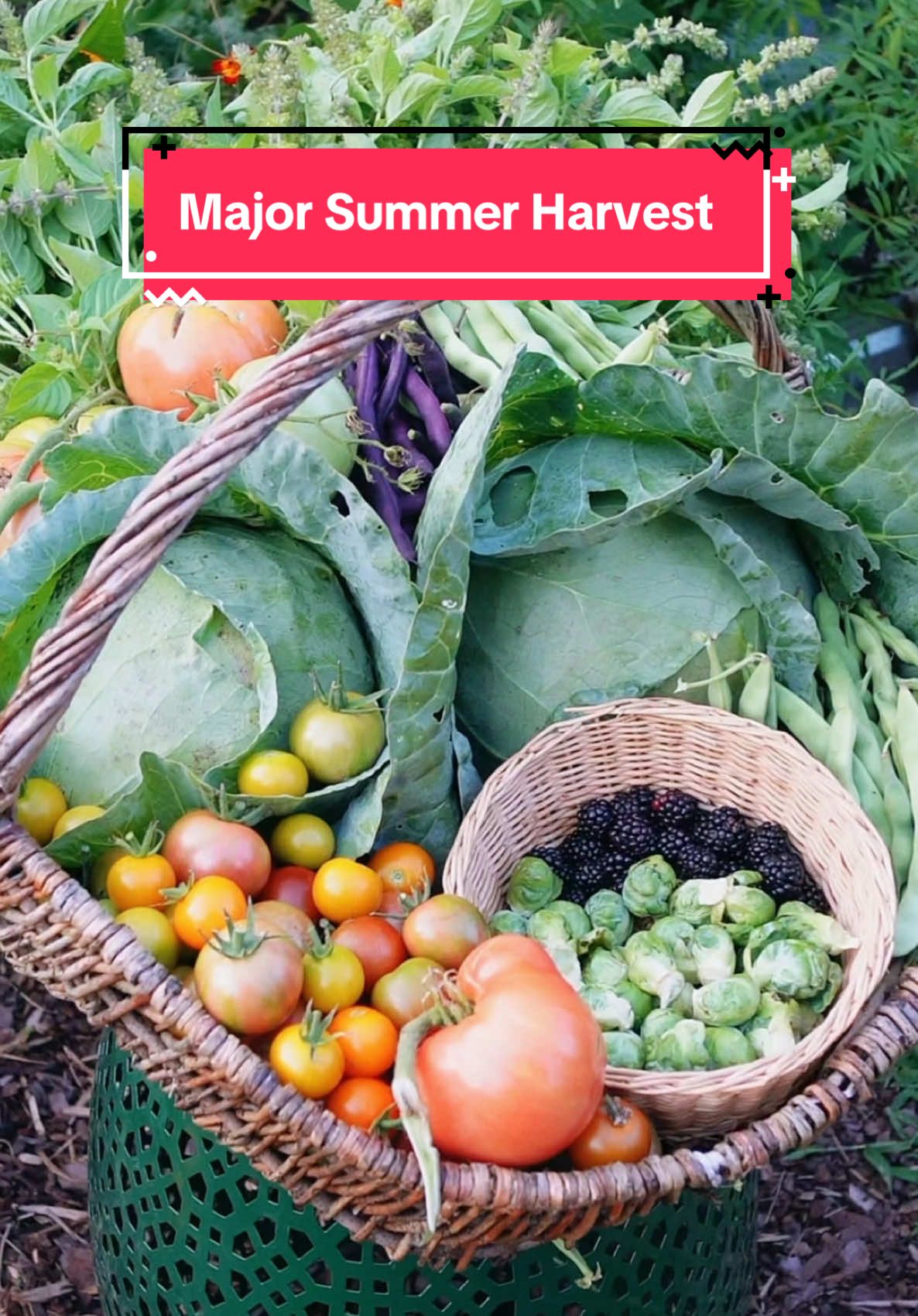 I came home to so much ABUNDANCE 🤩🍅✨ #garden #harvest #farmlife 