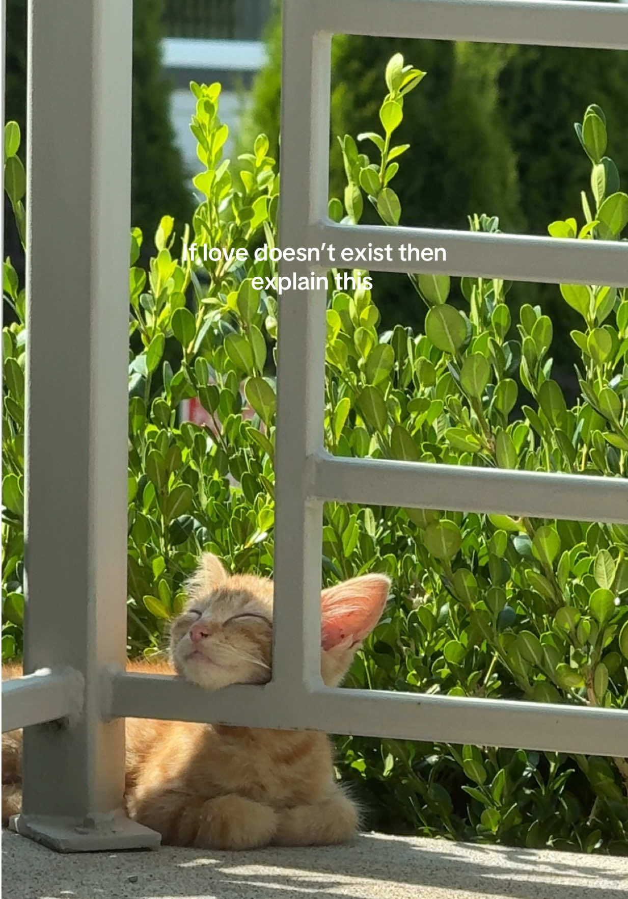 I think i actually felt my heart explode  #straycat #catsoftiktok #cat #cats #fyp #foryou #animalsoftiktok 