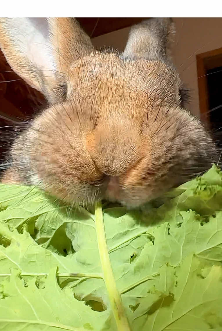 Wilma wishes you a happy Thursday as she enjoys a kale leaf from the bunny  garden 💚 #yummyinmytummy #hungrybunny #kale #eatyourveggies #eatyourgreens #cutebunny #bunniesoftiktok #bunnylove #bigbunny #brownbunny #kaninchen #grünkohl #fyp #foryou 