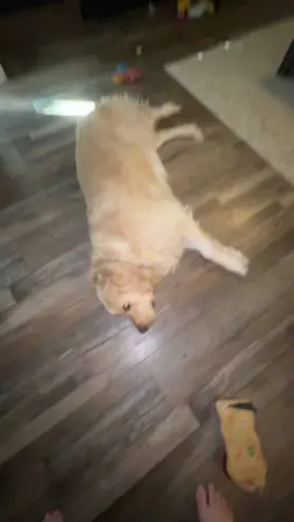 They’re so excited to see me #dogs #goldenretriever #fyp 
