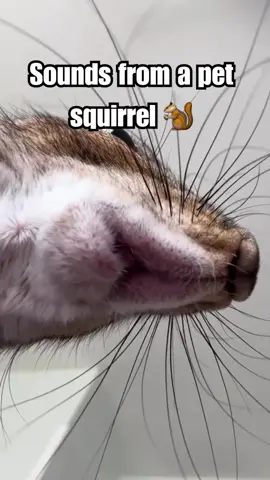 Pet squirrel sounds 🐿️ #squirrel #sounds #fyp #foryou #foryoupage #explore #explorepage #fypシ 