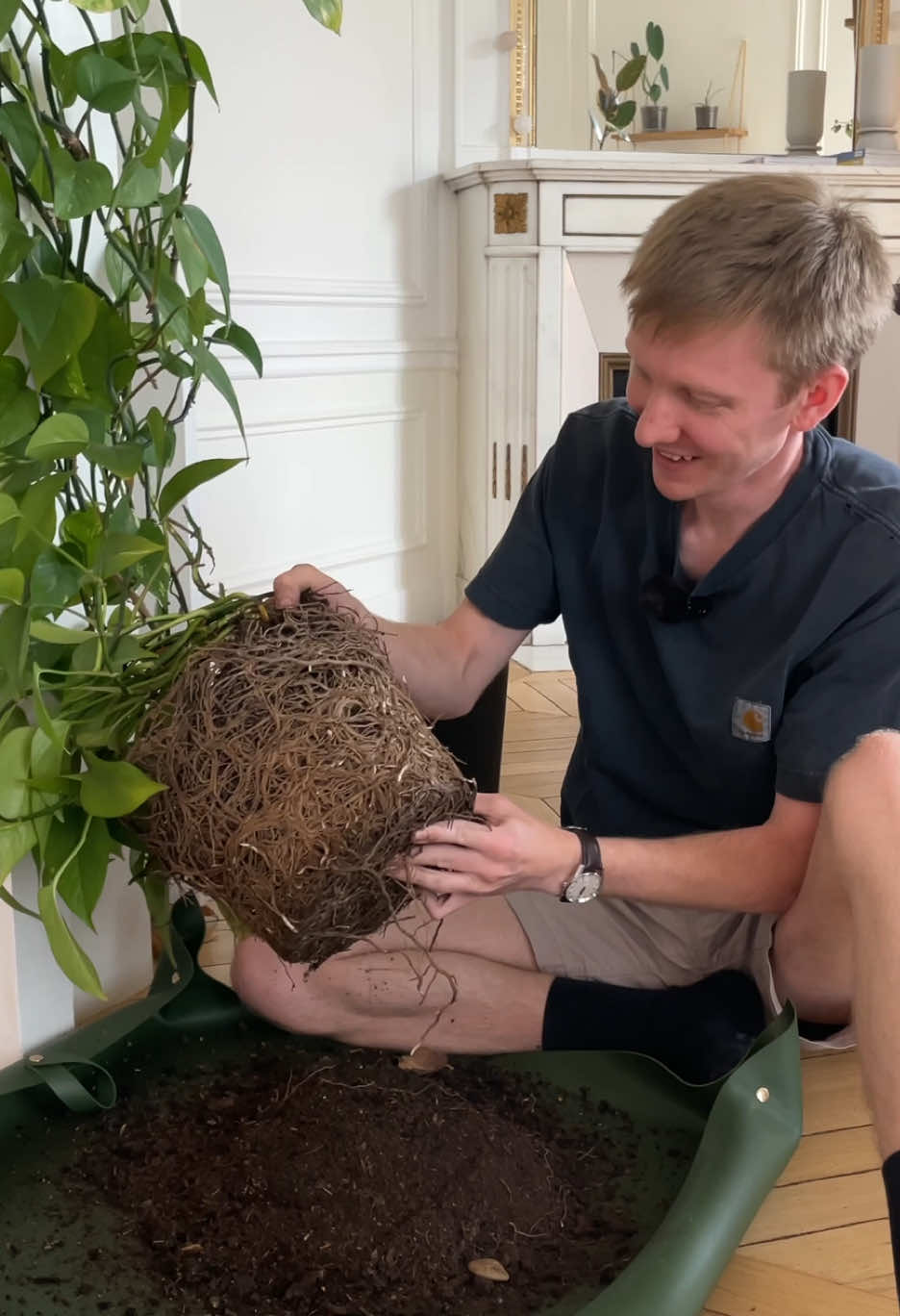 Après plusieurs semaines de procrastination j'ai enfin pris les choses en main pour rempoter mon vieux Pothos Golden dans un substrat tout neuf 🤌🏼 Je peux vous dire qu'en vrai c'était pas aussi facile que vous le voyez sur la vidéo, ça m'a pris une bonne heure 🥵 #plantsoftiktok #houseplants #planttips #pothos #repotting 