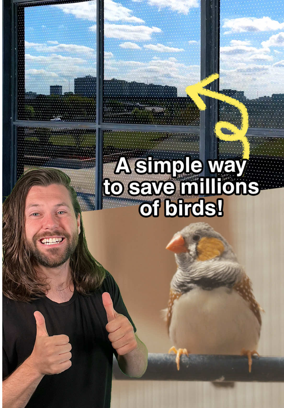This simple solution helps prevent thousands of bird deaths, and you've probably already seen it without knowing. It’s Polka Dots! They’ve been developed by Feather Friendly, to help fight the global crisis of bird collisions. As in the US alone, as many as 1 billion birds die each year from flying into buildings, and many are precious native species. Birds often mistake windows for open space because they can’t see glass, especially when it reflects sky or trees. So by simply adding polka dot stickers to windows, birds can spot the glass and avoid it. They can be used anywhere, from private homes to massive office buildings, and they even have a DIY kit if you want to install them at home. Retrofitting windows with these dots is much cheaper than replacing glass entirely — and it actually works. For example, at McCormick Place in Chicago, they installed these markers and bird deaths dropped by up to 95%! Cities like Toronto, New York, and San Francisco are now adding bird-friendly design rules to their building codes, and ideas like this are a big part of that. Would you like to see this in more places? #goodnews #birds #wildlife #conservation #innovation #sustainableliving 