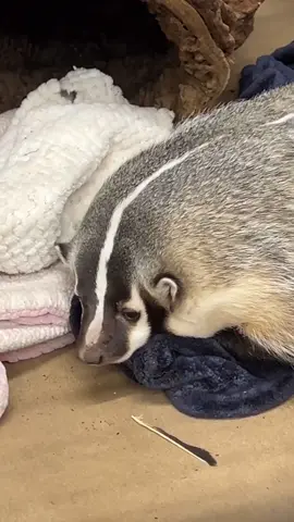 Crazy badger gone wild #shorts #animals #badger #havoc #crazy #enclosure #pets #wild #wildlife #sneak #escape