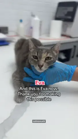 Thank you for helping us save Eva’s vision 🥺💛 #fyp #catsoftiktok #animallovers 