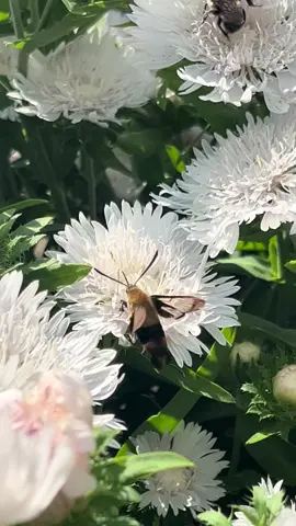 The bees and hummingbird moths are loving the flowers these day. 🥰  #provenwinners #fyp #foryou #bees #hummingbirdmoth #garden #gardentok #flowers #flowergarden #july 