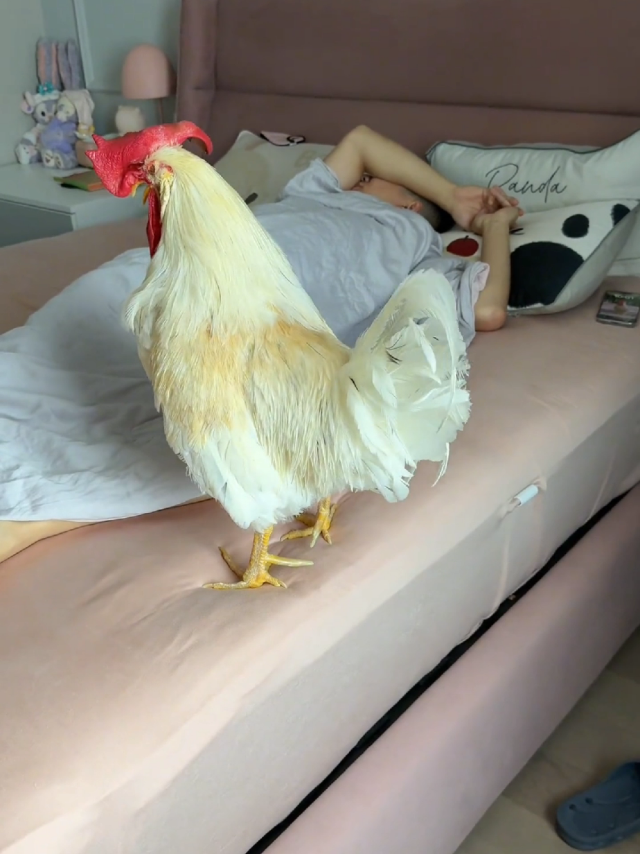 ديك يوقظ صاحبه لذهاب الى العمل 😂😍 #explore #كوميدي #foruyou #😂 