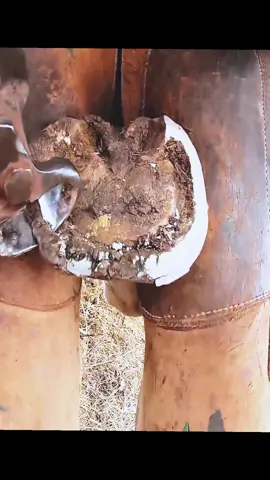 So pitiful 💪🏽💪🏽 #farrier #farrieroftiktok #hoof #hoofcare #farrierlife #horse #asmr #tiktok #animal #satisfying #hoofhorse #fyp #trimmer 