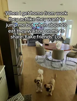 Anybody will eat off your plate even when they don’t like you. lol #foryourpage #viral #fyp #pets #funny 